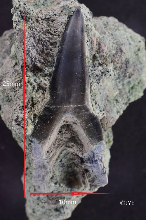 DSC_0148 (2) fini.jpg