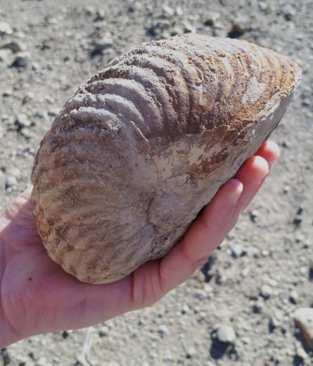 IMG-20231121-WA0005 R 1024px.jpg