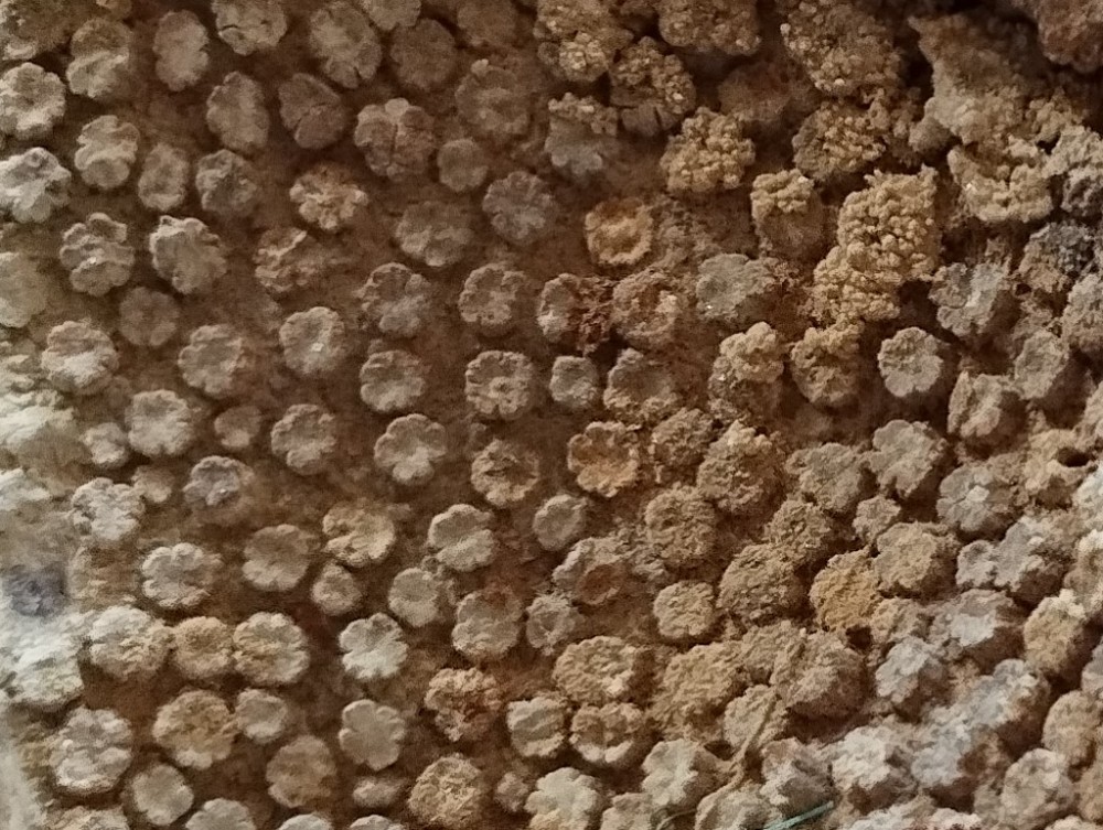 IMG_20231126_124651 MR 1024px.jpg