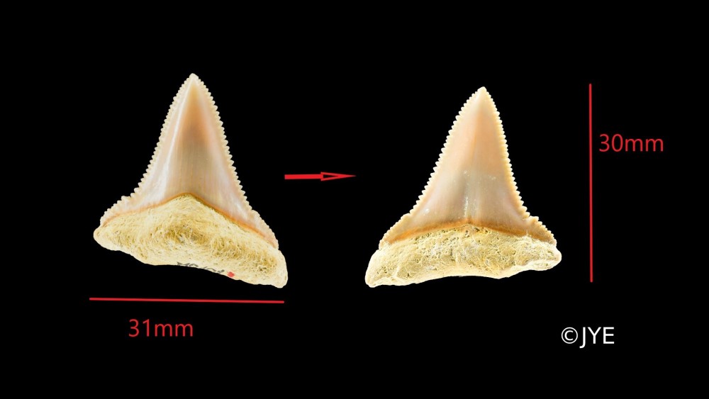 Nouveau projet(7).jpg