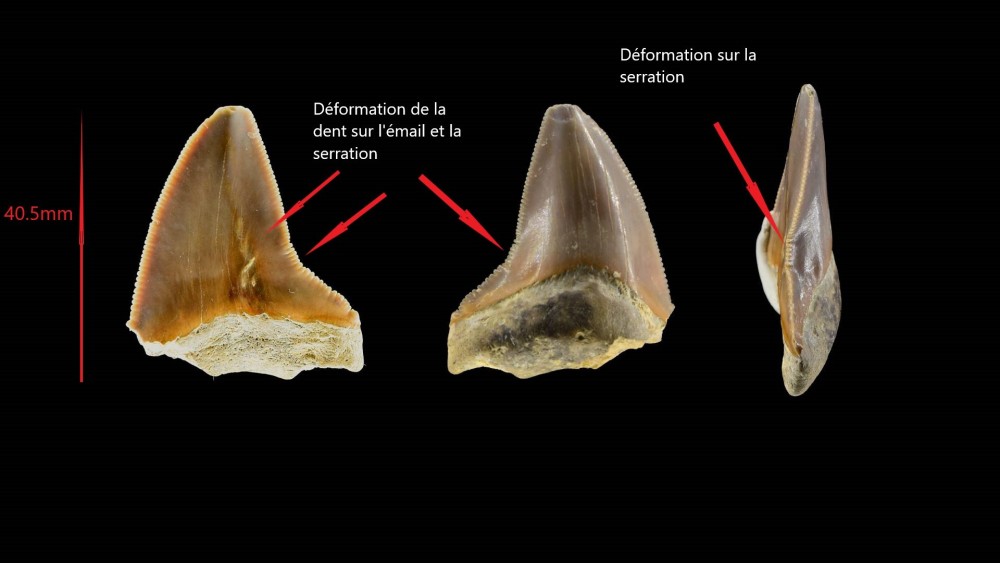 Nouveau projet-1 méga.jpg