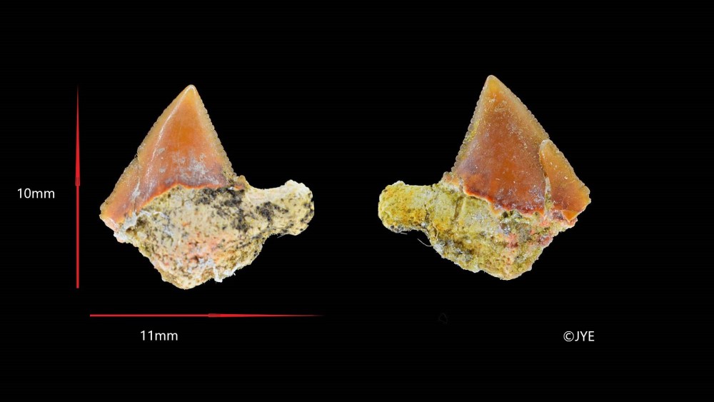 Nouveau projet-6 fini.jpg