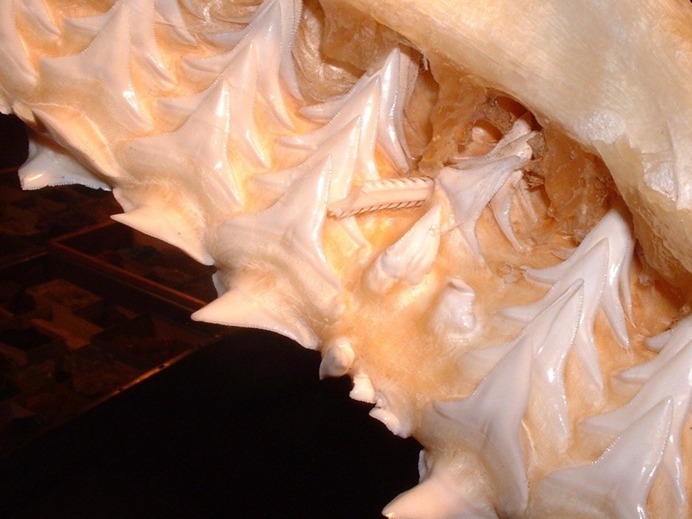 aiguillon_machoire_requin2.jpg