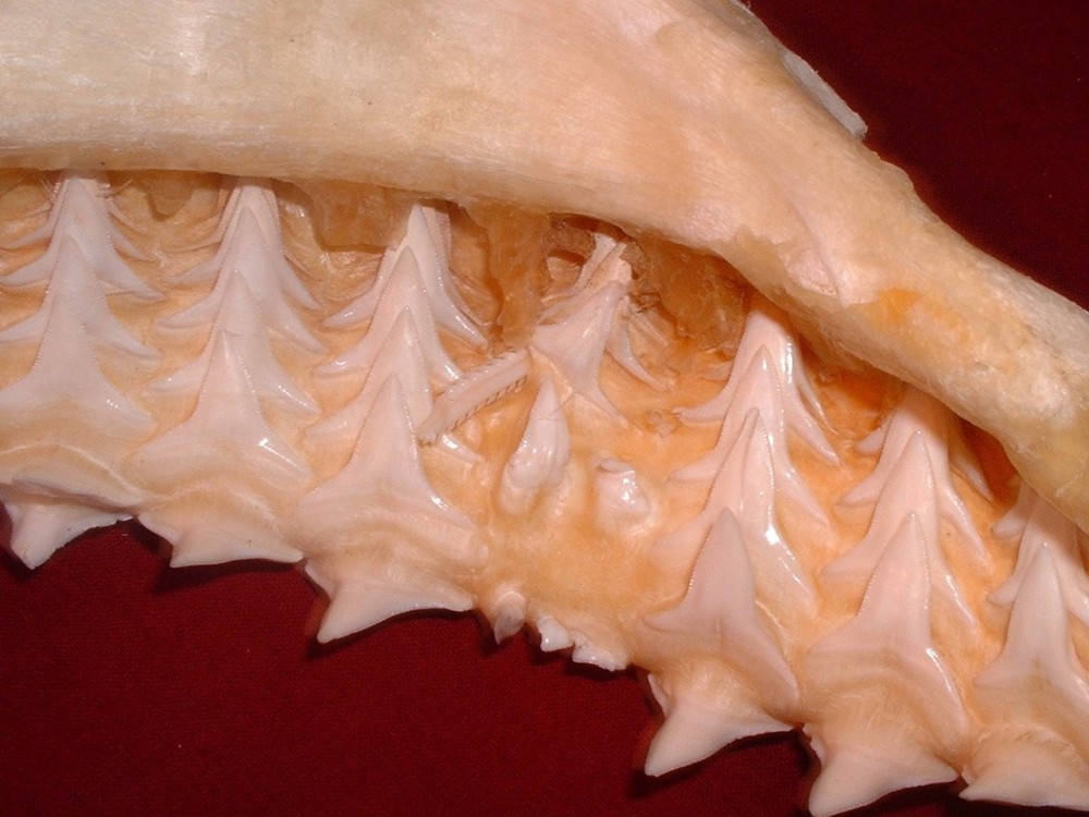 aiguillon_machoire_requin3.jpg