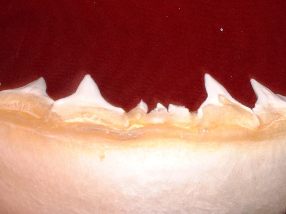 aiguillon_machoire_requin4.jpg