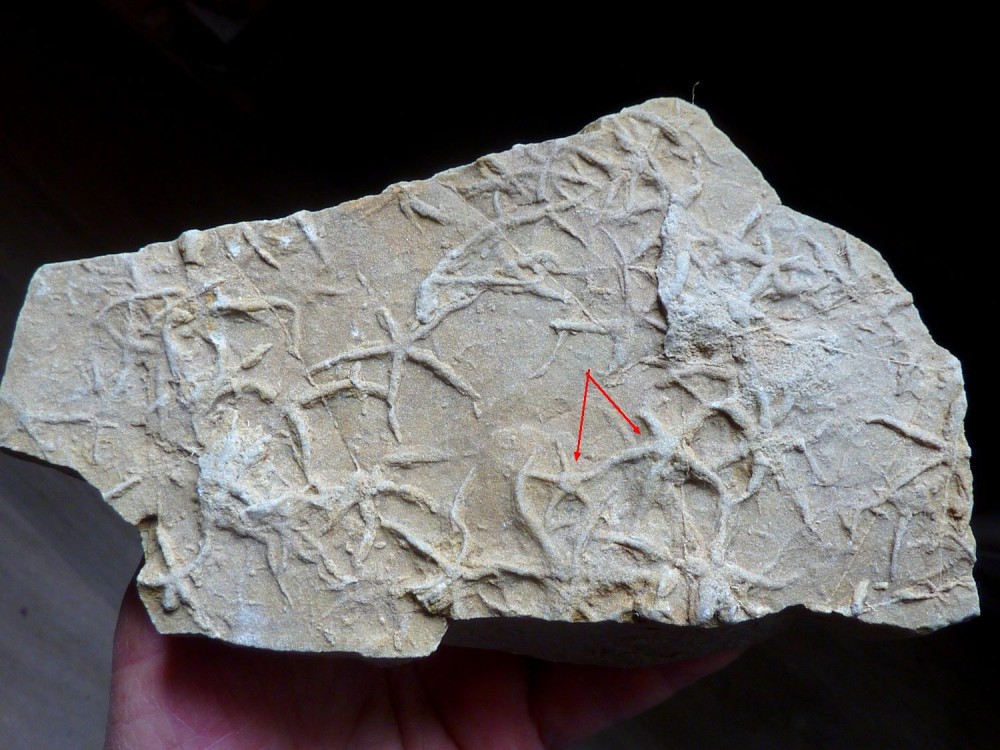 échange bourse 2023 Autun.JPG