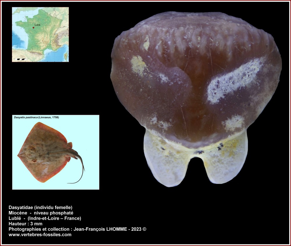 pl_dasyatis_femelle_luble1.jpg
