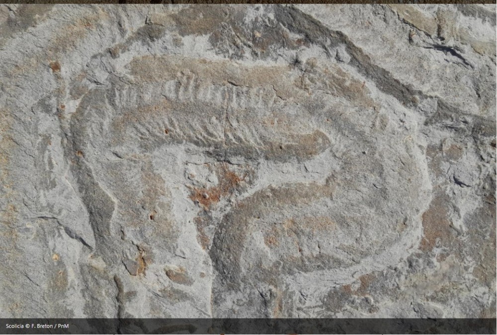 scolicia  mercantour.jpg