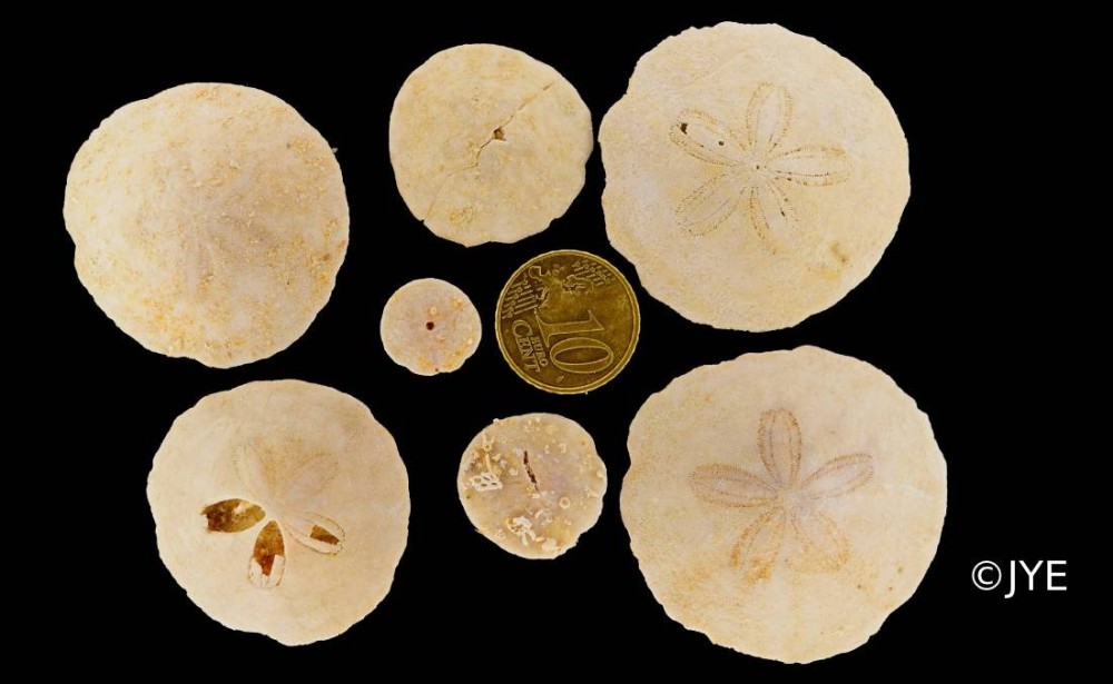 Nouveau projet-21.jpg