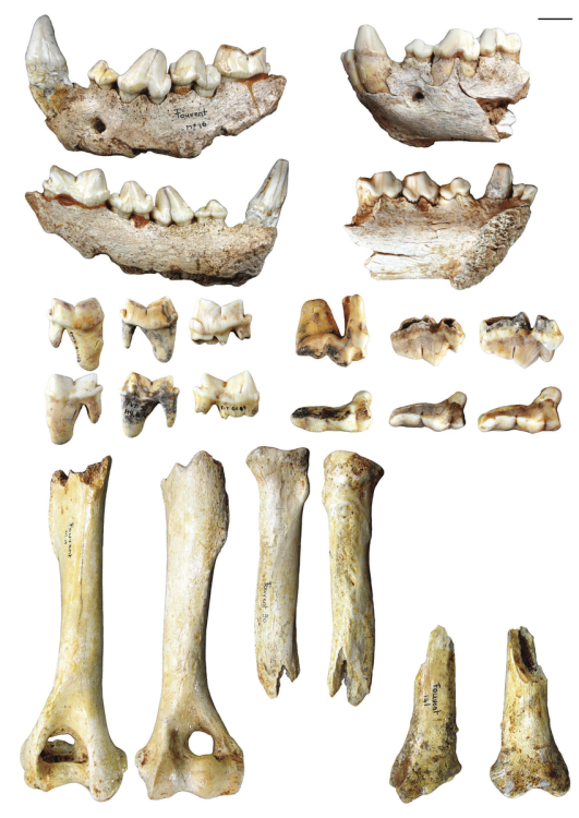 Cave-hyena-Crocuta-crocuta-spelaea-Goldfuess-1832-remains-from-Fouvent-Saint-Andoche.thumb.png.4398eb514537d2acb5174cd5511c3935.png