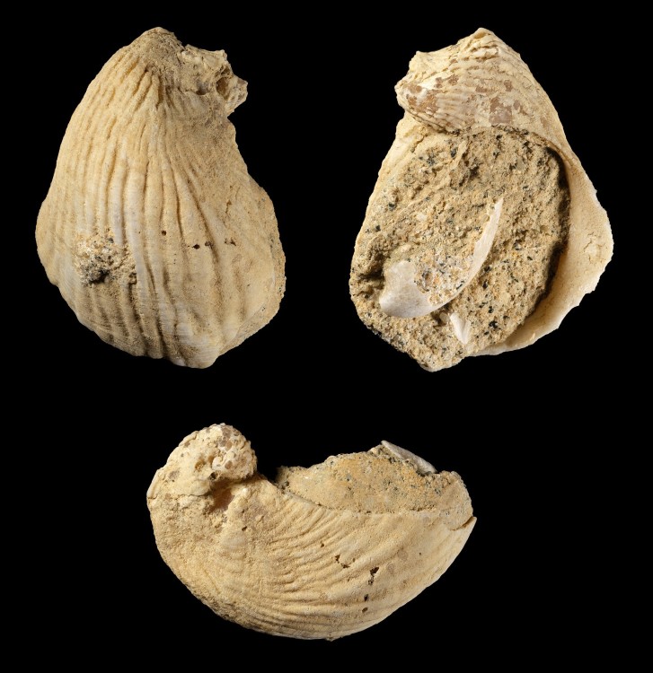 Cénomanien - Les Journeaux - Ostrea suborbiculata - 25 mm.jpg