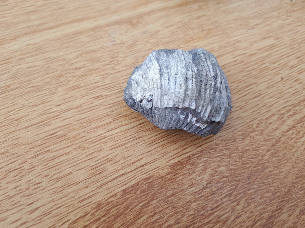 Fossiles ERBRAY 2023 (32).jpg