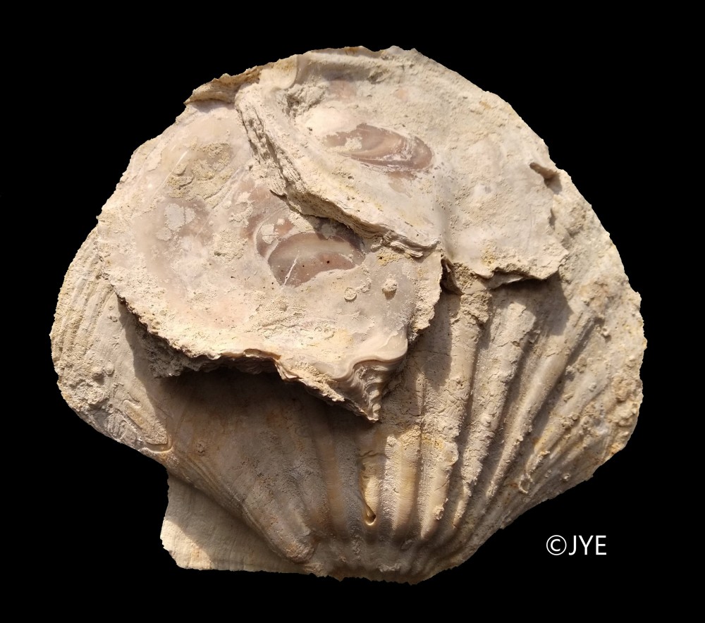 IMG_20240108_134811 (2) f.jpg