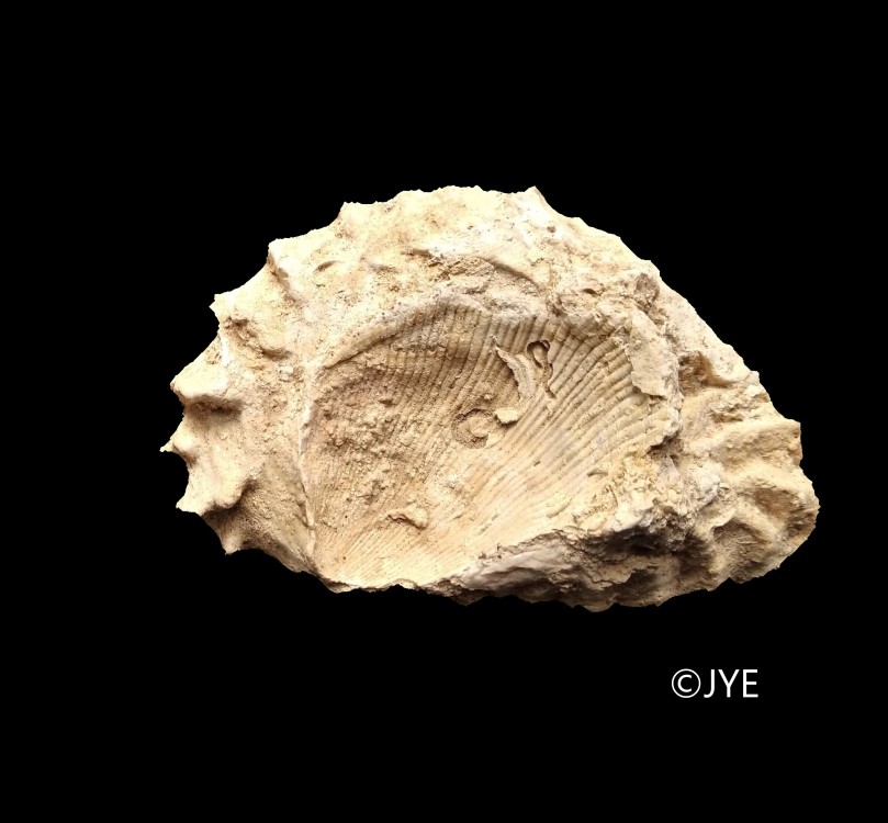 IMG_20240108_135351 (2)f.jpg