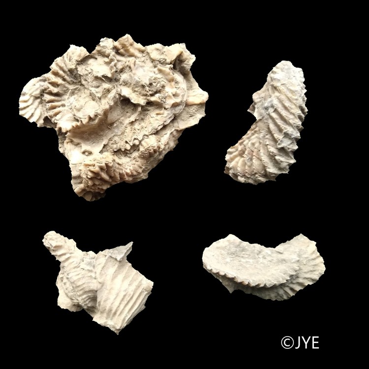 IMG_20240108_135505 (2)f.jpg