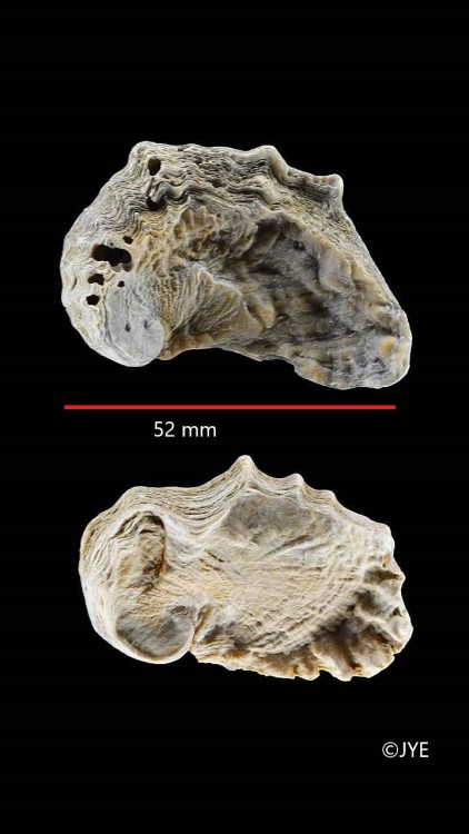 Nouveau projet-33-1 f.jpg