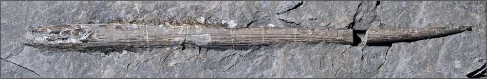 Permien-Buxires-les-Mines-Orthacanthus-Longueur220mm.thumb.JPG.992ca1244f8298ffb78212f695e8f732.JPG