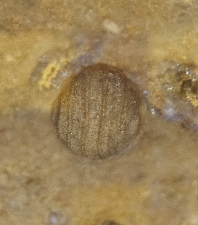 focusstackingonline.com.jpeg (1).png