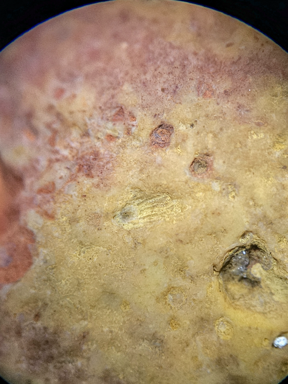 focusstackingonline.com.jpeg (4).png