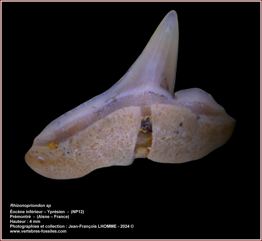 pl_rhizonoprionodon_sp_premontre.jpg