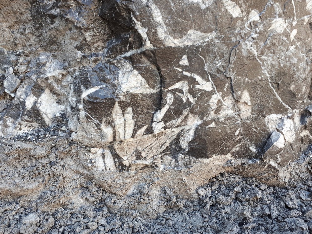 Fossile 16-04-2023 (27) .jpg