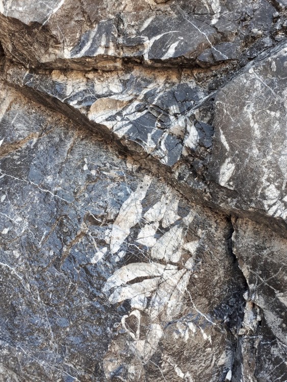 Fossile 16-04-2023 (28) .jpg