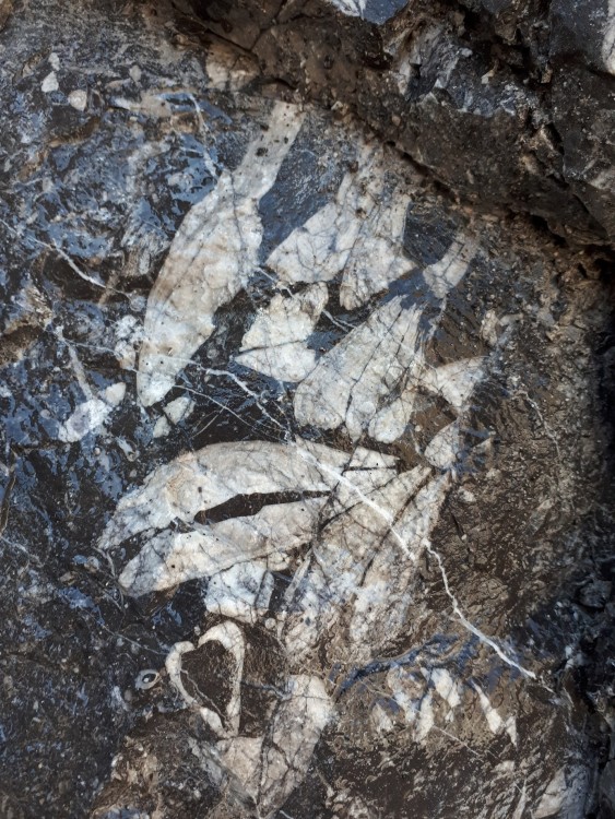 Fossile 16-04-2023 (29) .jpg