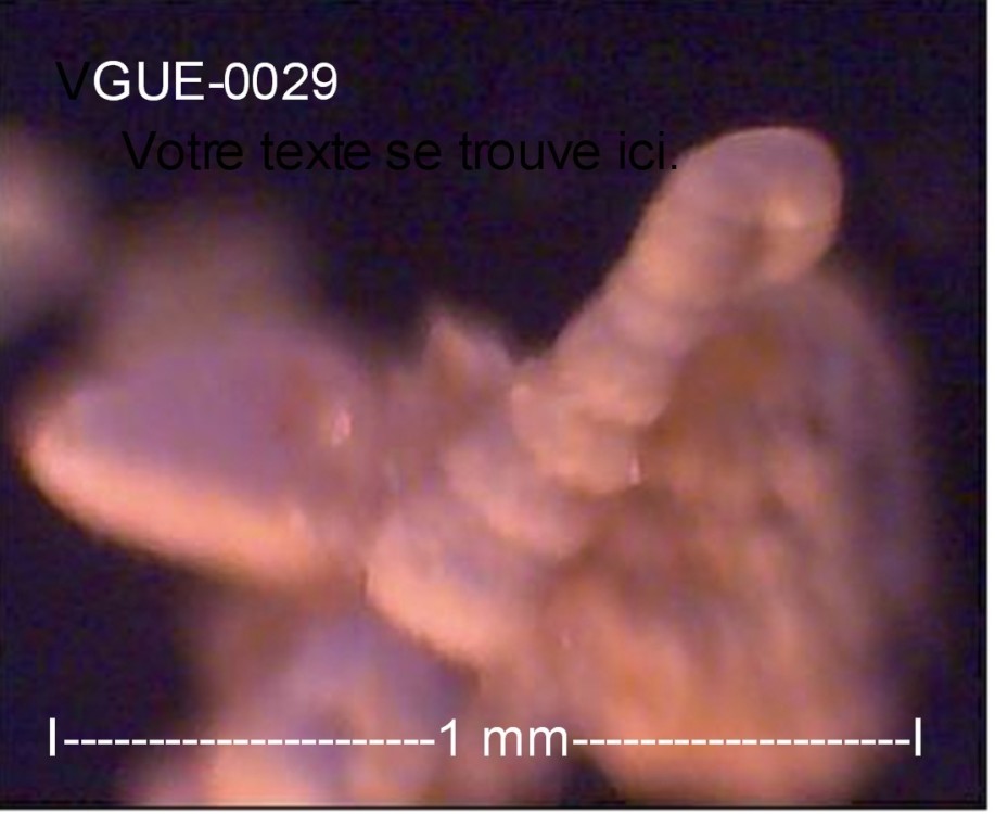 GUE-0029-Foram0029.thumb.jpg.0e7b96b2e6e5750039e5f0d382aec6f6.jpg