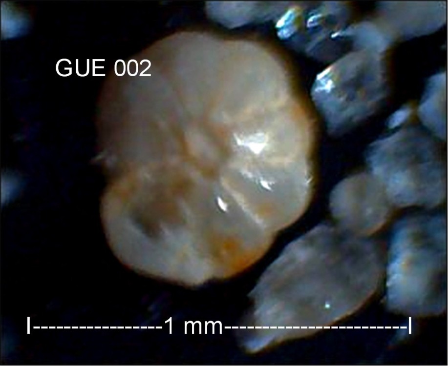 GUE002-Foraminifere-002.thumb.jpg.99a5bcb086b11770ae8de5117f6c7da4.jpg