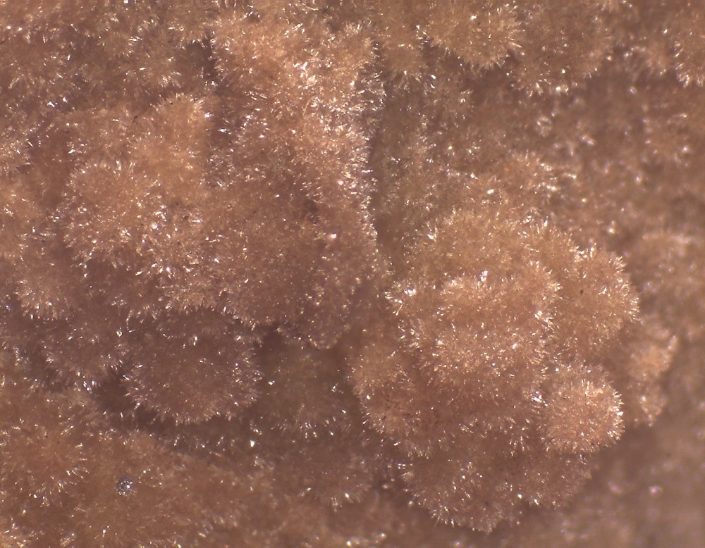 Maladrerie 44x33 s8.jpg