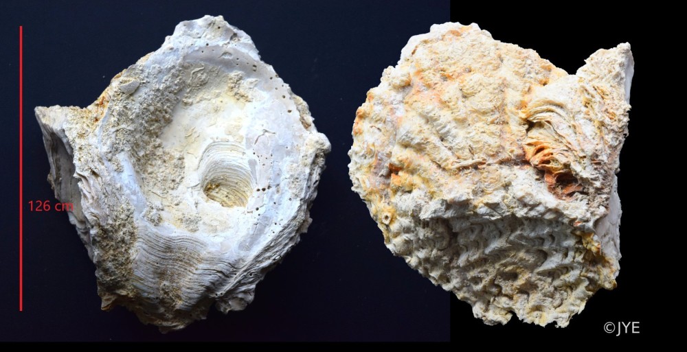 Nouveau projet (3).jpg