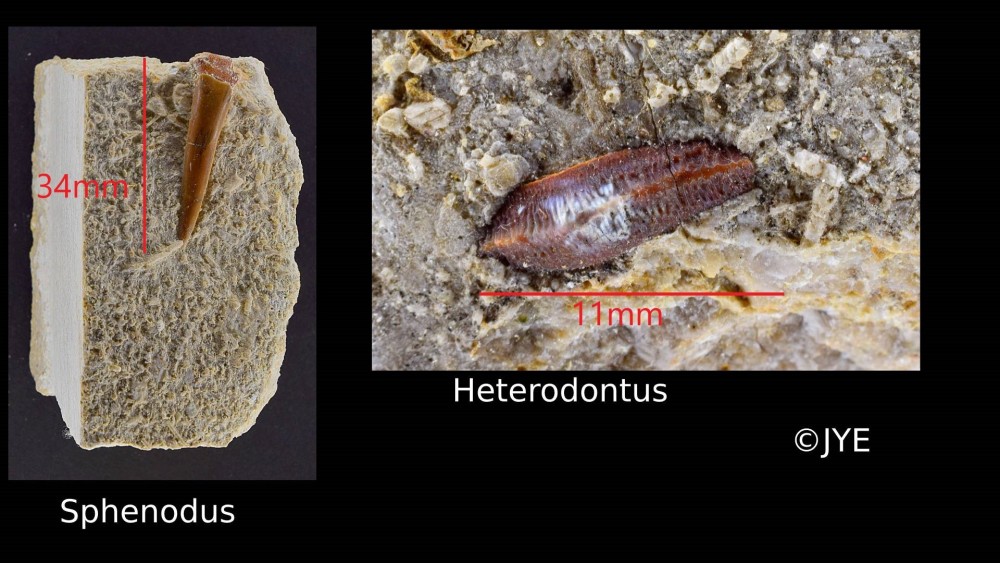 Nouveau projet-36.jpg