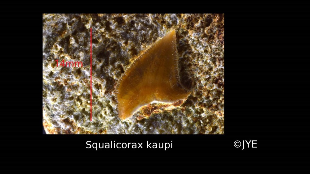 Nouveau projet-37.jpg