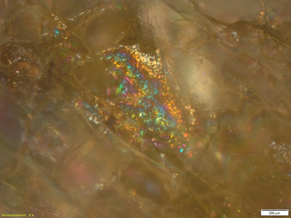 Pyroxènite 9-528t.jpg