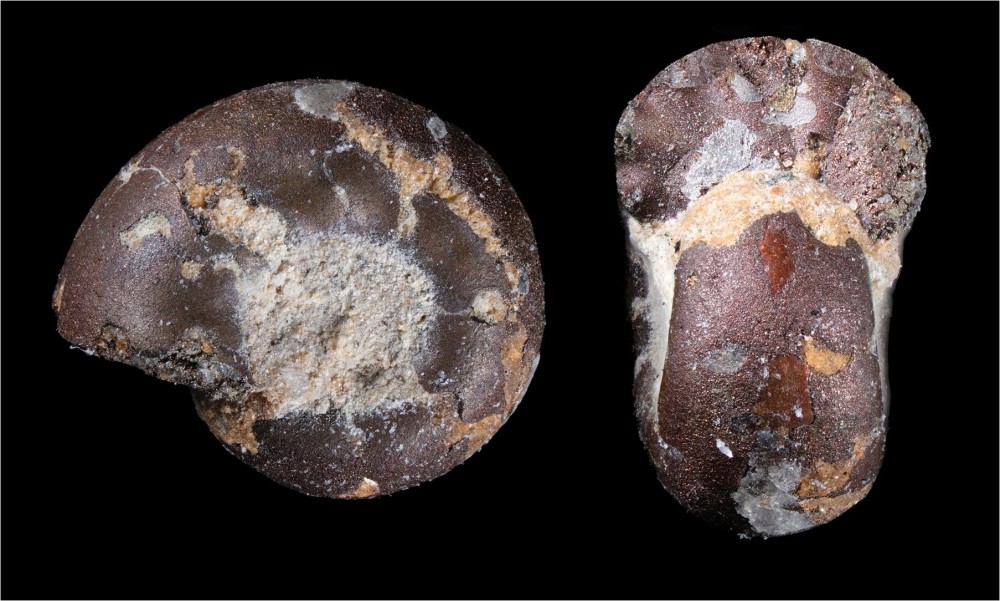 Sinmurien-Neuvy-Ammonite-Largeur3_2mm.thumb.jpg.f7b43cf2298e07683e9ee7ad0114b24a.jpg