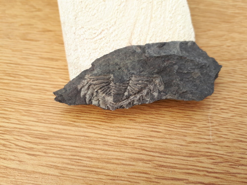 Trilo 04-02-2024 (2) .jpg