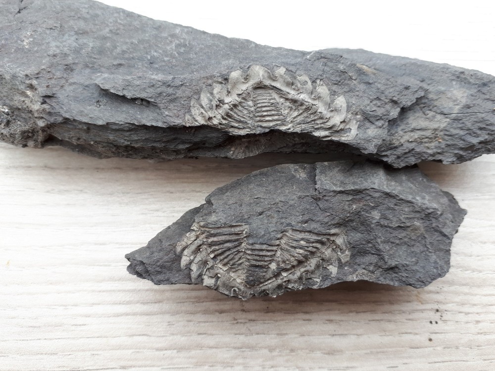 Trilo 04-02-2024 (22) .jpg