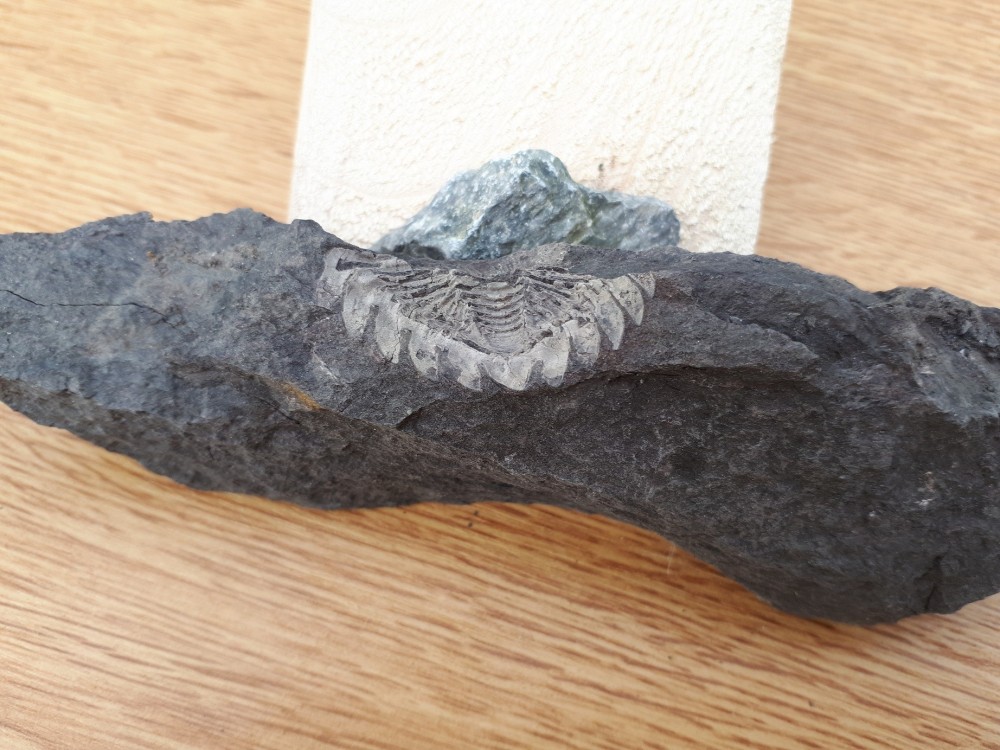 Trilo 04-02-2024 (3) .jpg