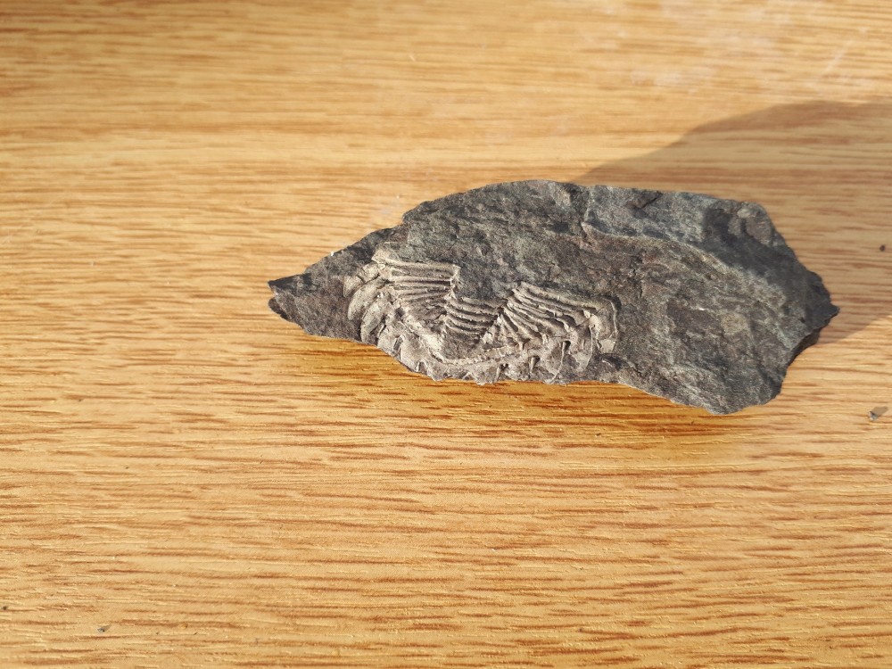 Trilo 04-02-2024 (7) .jpg