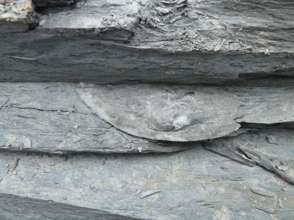 Trilo 05-07-2020 (10).JPG