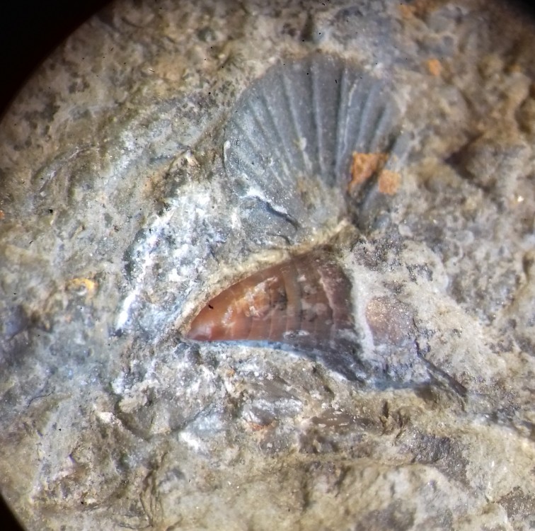 cfpachyrhizodontid.thumb.jpg.5062b2ae20114032ec93b38e80792bb7.jpg