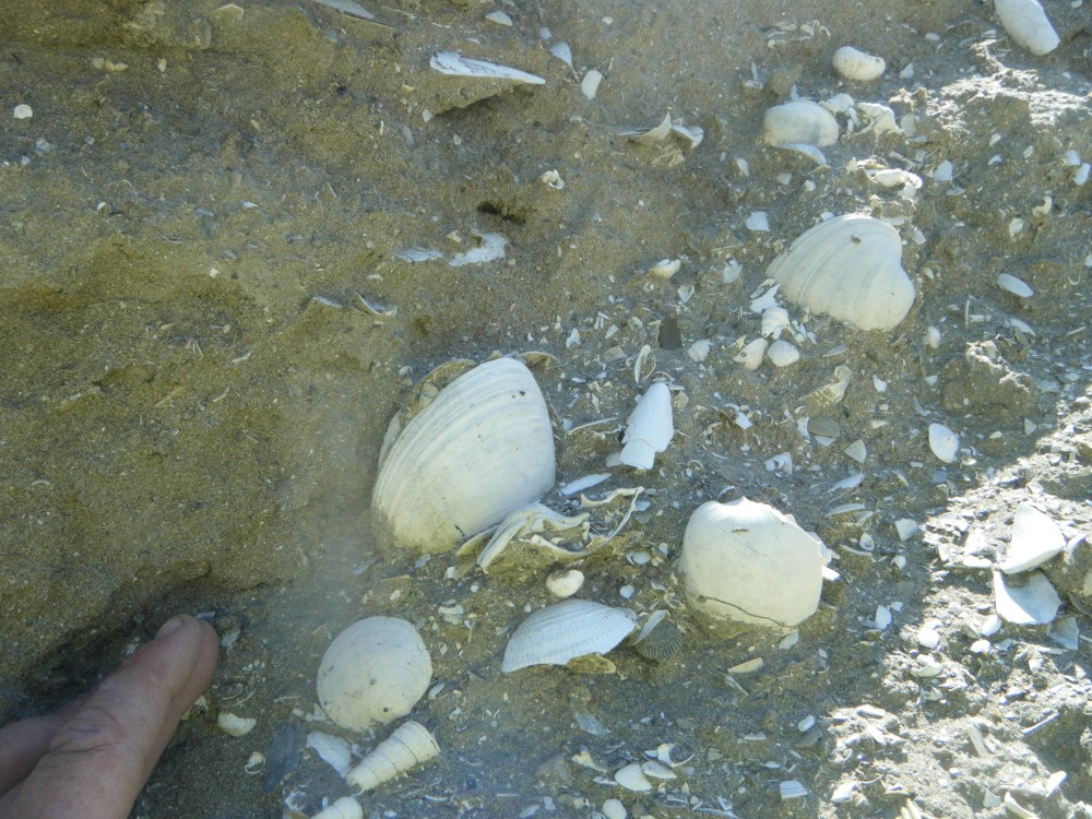 kallo_juillet_2013 (4).JPG