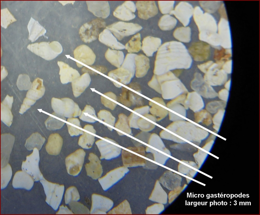micro_fossiles_sables_de_cresnes_60_2.jpg