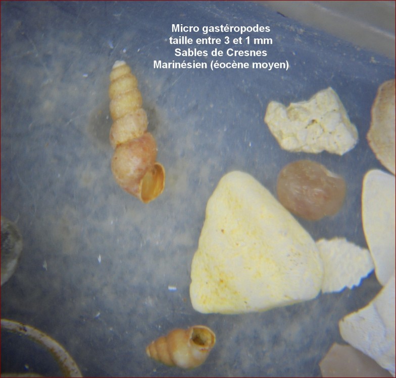 micro_fossiles_sables_de_cresnes_60_3.jpg