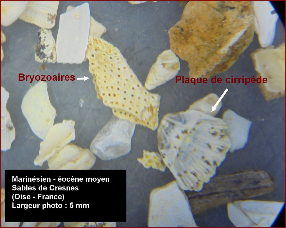 micro_fossiles_sables_de_cresnes_60_5.jpg