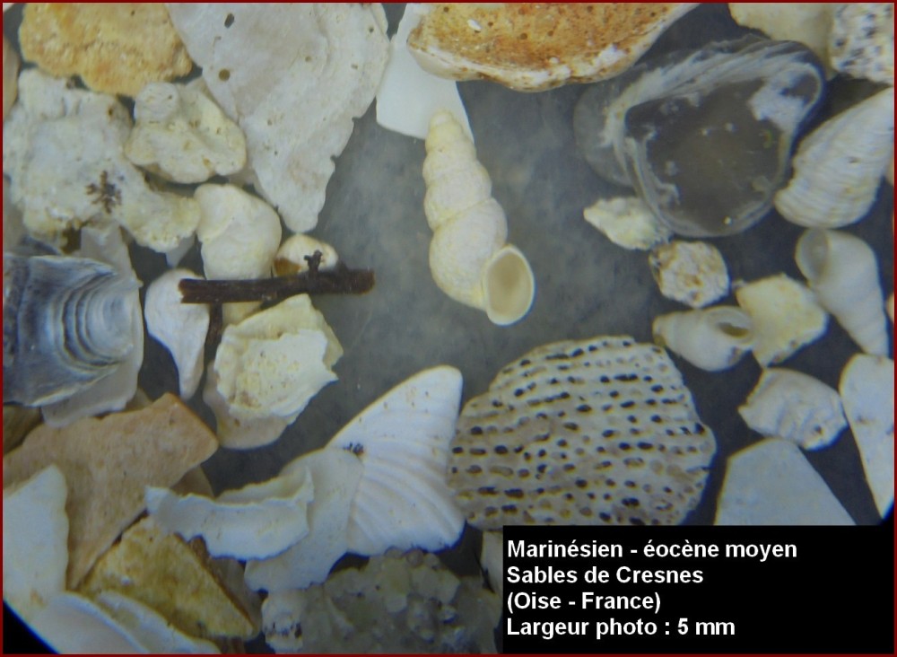 micro_fossiles_sables_de_cresnes_60_7.jpg