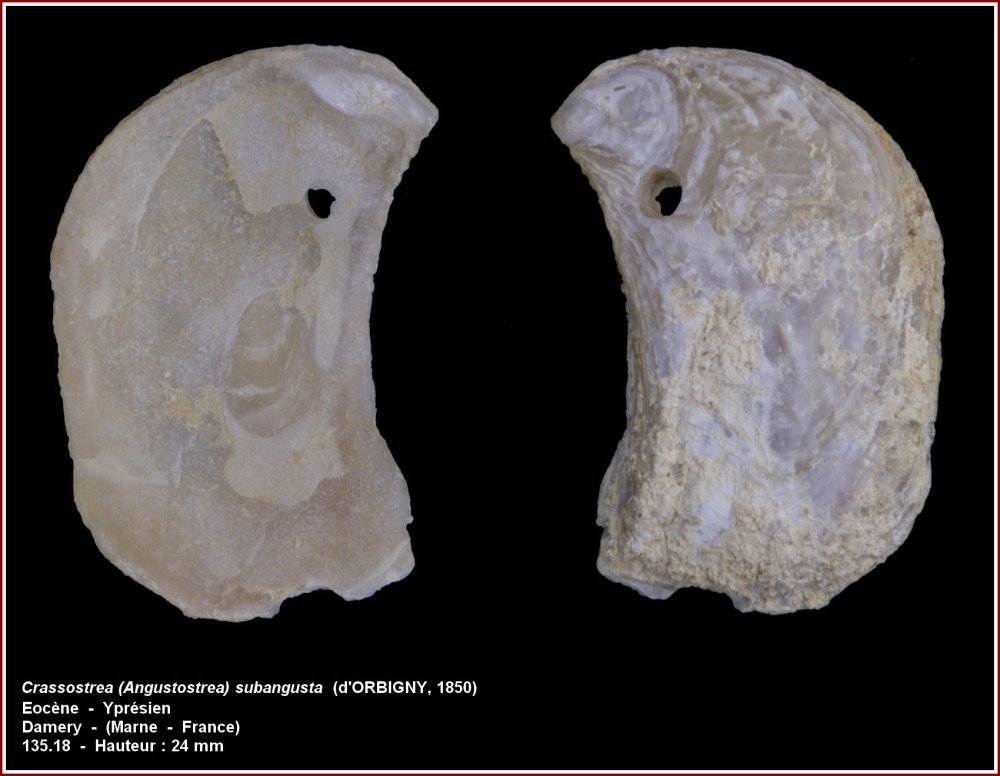 pl_crassostrea_subangulata_damery.jpg