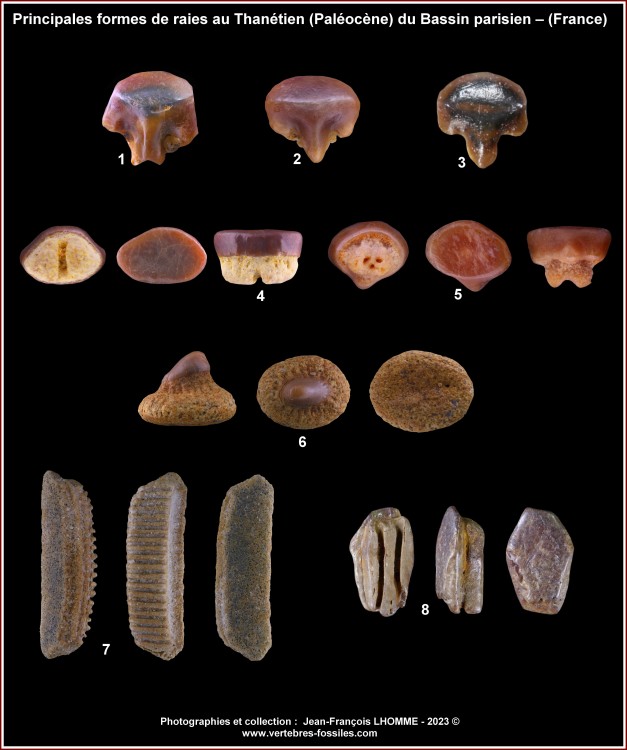 pl_rajiformes_thanetien_bp.jpg