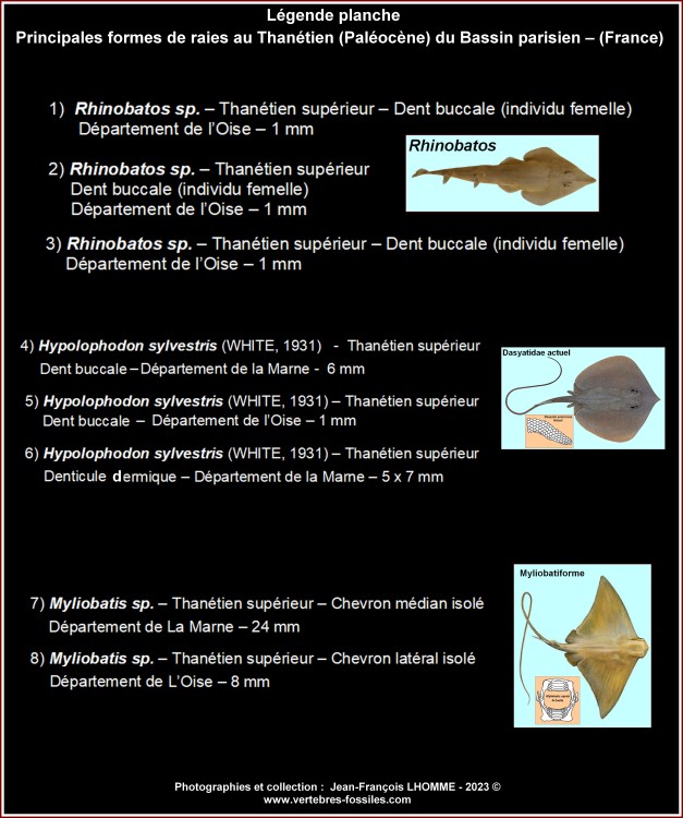 pl_rajiformes_thanetien_bp_legendes.jpg