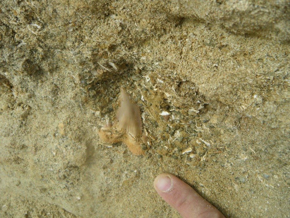 vesly_15_07_2023 (35).JPG